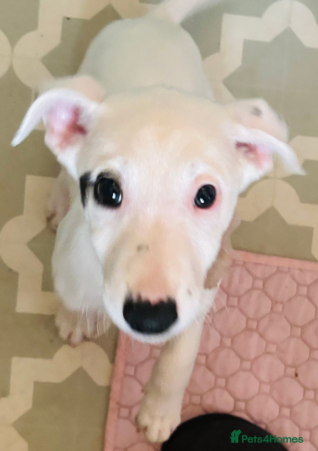 Mixed Breed dogs for sale: Stunning whippet cross female puppy - Image 3