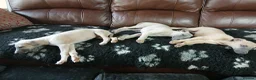 Whippet dogs for sale: High Quality Whippet pups Crufts in Bishop Auckland - Advert 12