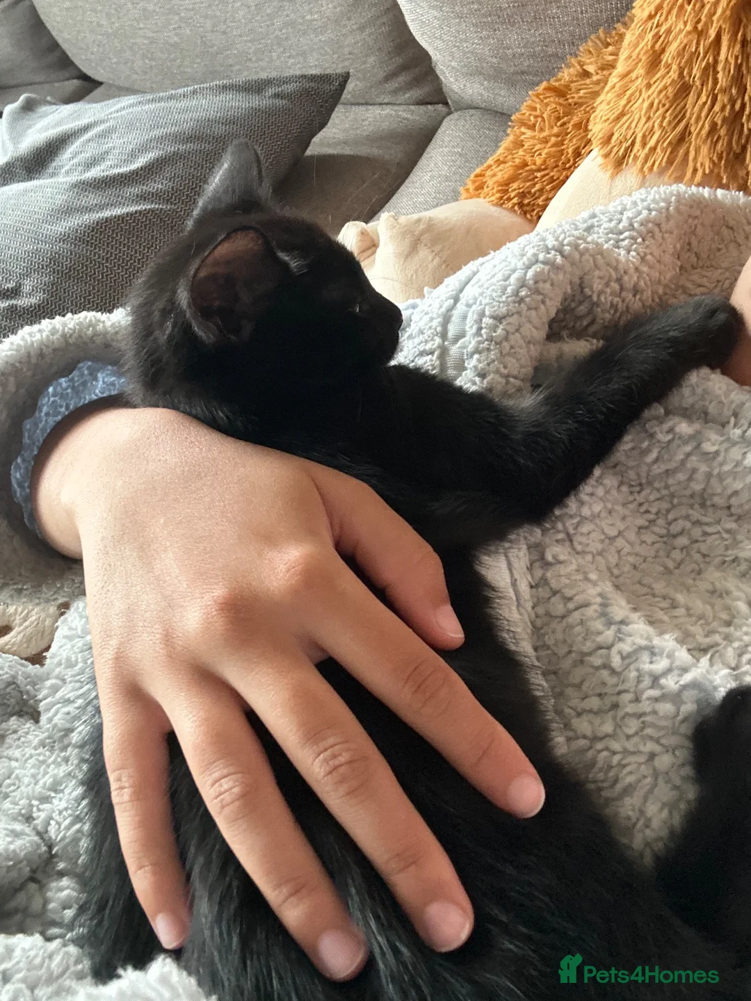 Mixed Breed cats for sale: He is a very loving kitten and is full of energy.  in Batley - Advert 2