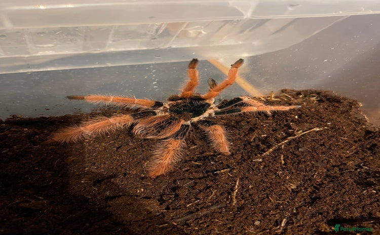 Tarantulas invertebrates Tarantula’s + scorpion for sale  - Advert 10