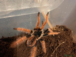 Tarantulas invertebrates Tarantula’s + scorpion for sale - Advert 8