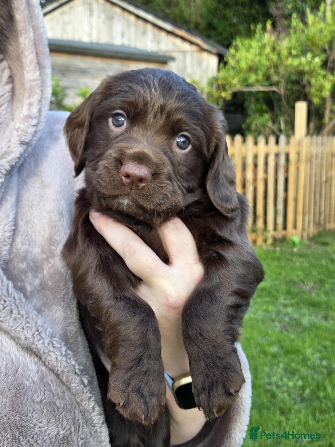 Mixed Breed dogs for sale: Gorgeous 3/4 cocker spaniels - Image 4