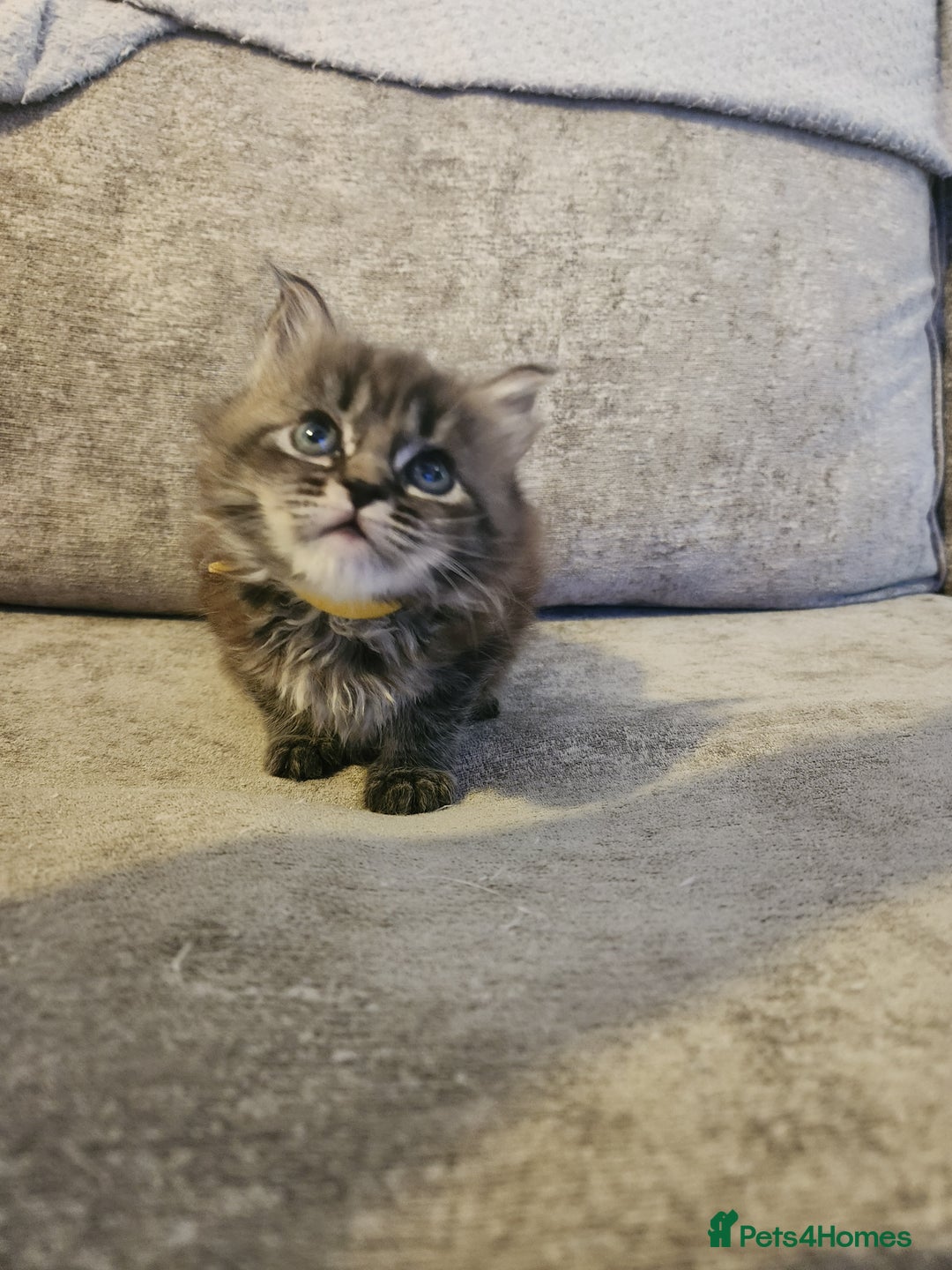 Maine Coon cats for sale: Pure Maine coon kittens - Advert 9