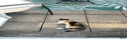 Mixed Breed cats for sale: Rehoming female kitten in Newport - Advert 3
