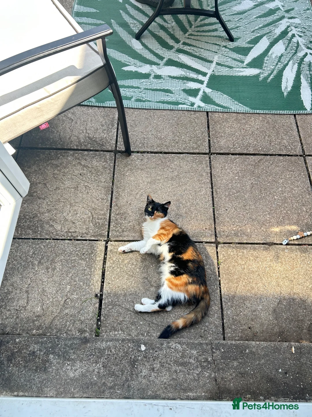 Mixed Breed cats for sale: Rehoming female kitten in Newport - Advert 3