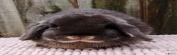 Mini Lop rabbits for sale: Mini lop bucks  in Romsey - Advert 3