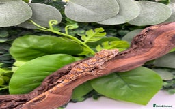 Gecko reptiles for sale: High red gargoyle gecko babies - Image 3