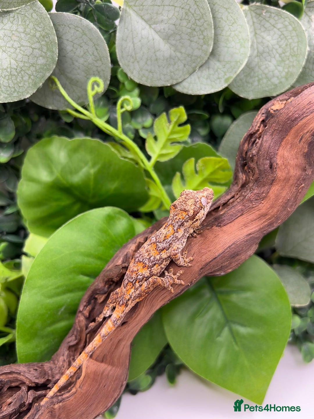 Gecko reptiles for sale: High red gargoyle gecko babies - Image 3