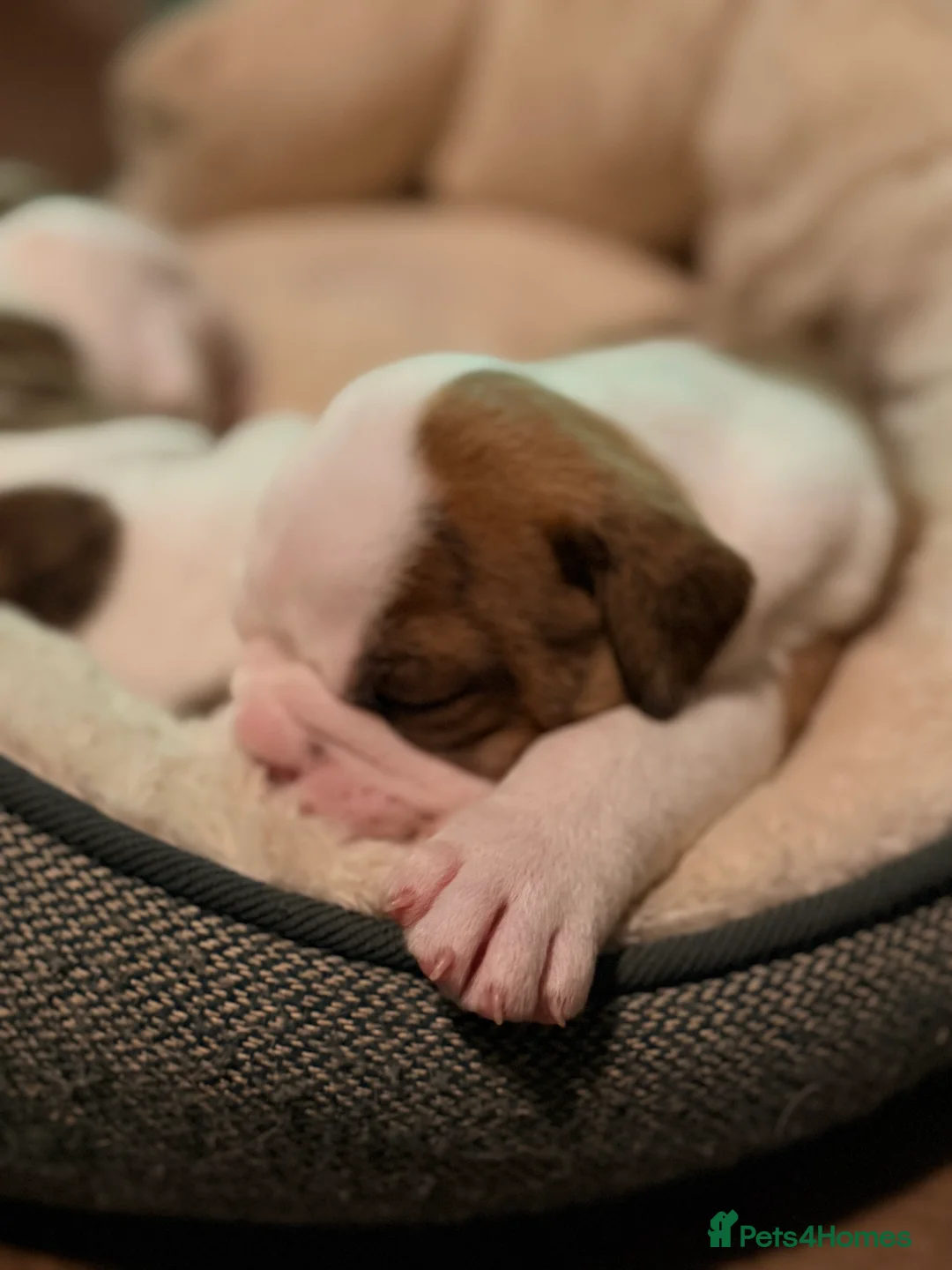 English Bulldog dogs for sale: Bulldogs  in Sandown - Advert 5