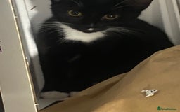 Mixed Breed cats for sale: Black & white kittens need their forever homes - Image 3