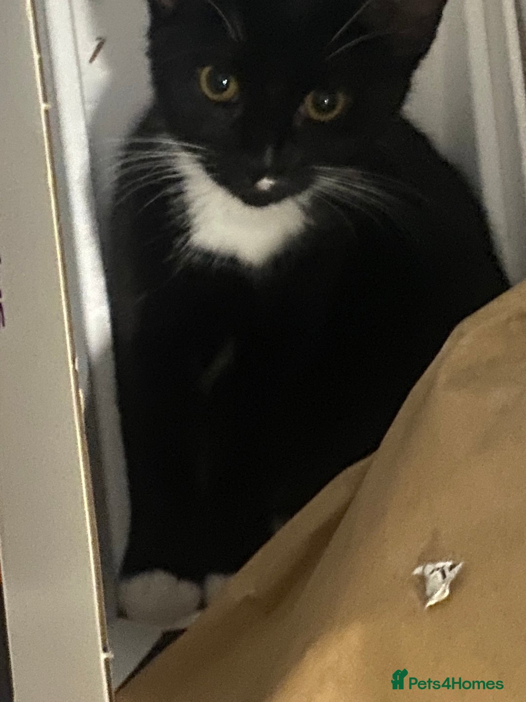 Mixed Breed cats for sale: Black & white kittens need their forever homes - Image 3