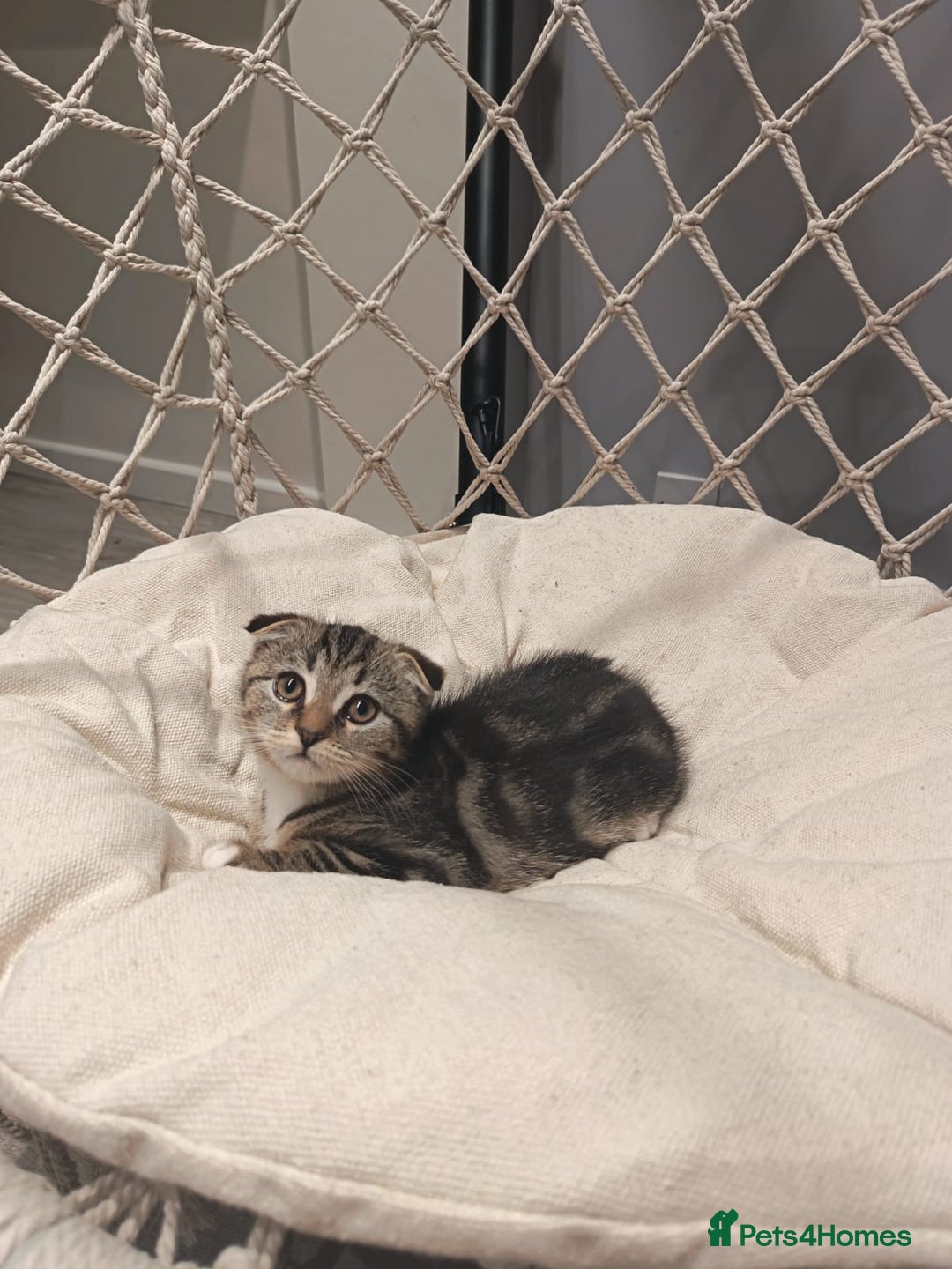 Bengal cats for sale: Bengal Scottish - Advert 2