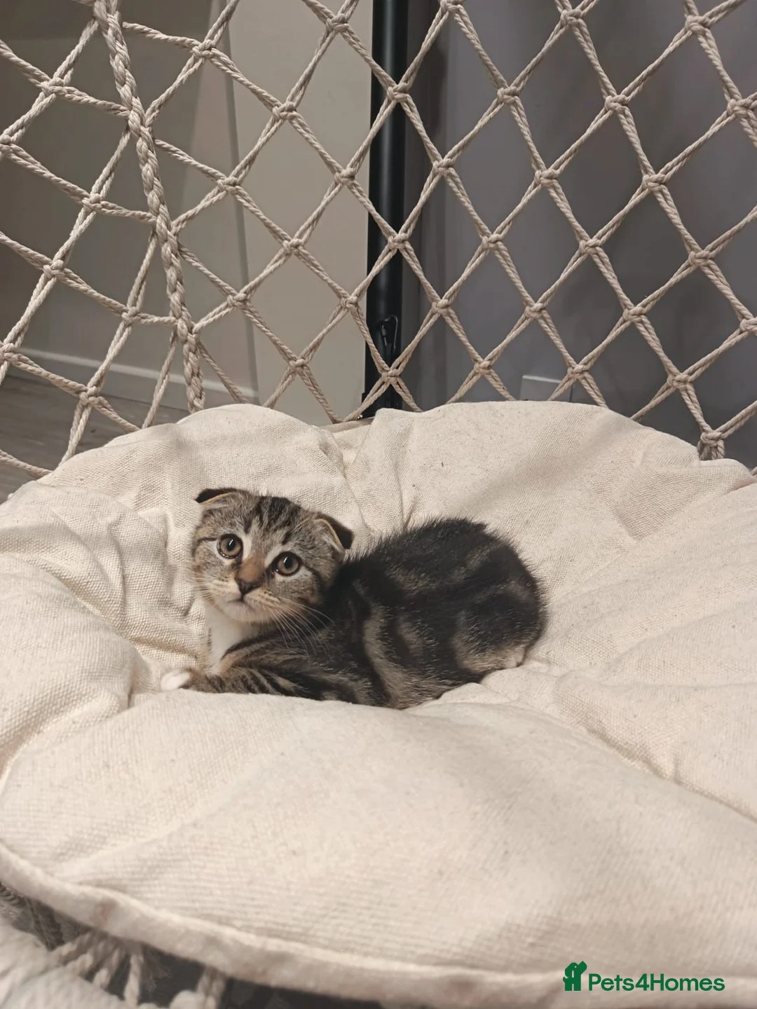 Bengal cats for sale: Bengal Scottish - Advert 2