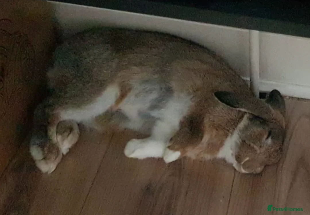Mixed Breed rabbits for sale: Nibbles in Sutton - Advert 8