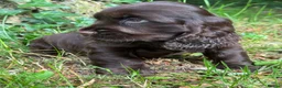 Cocker Spaniel dogs for sale: BEAUTIFUL KC REGISTERED❤️SHOW TYPE❤️HEALTHTESTED - Advert 4