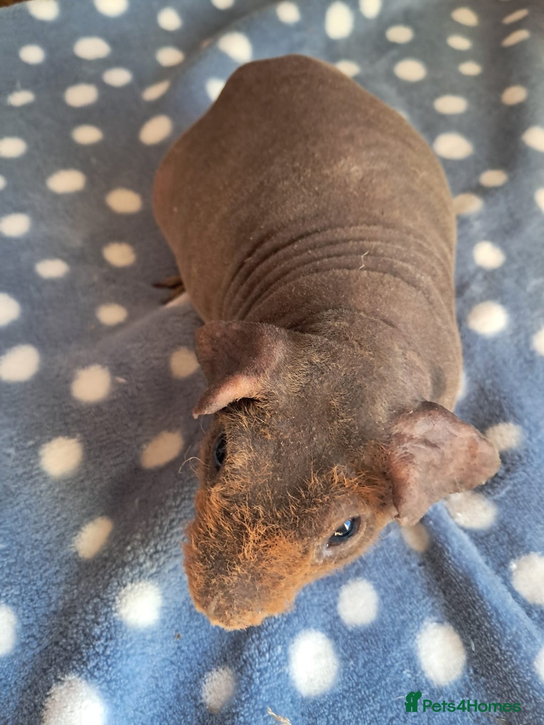 Guinea Pig rodents for sale: BEAUTIFUL SELECTION OF SKINNY PIGS - Advert 10