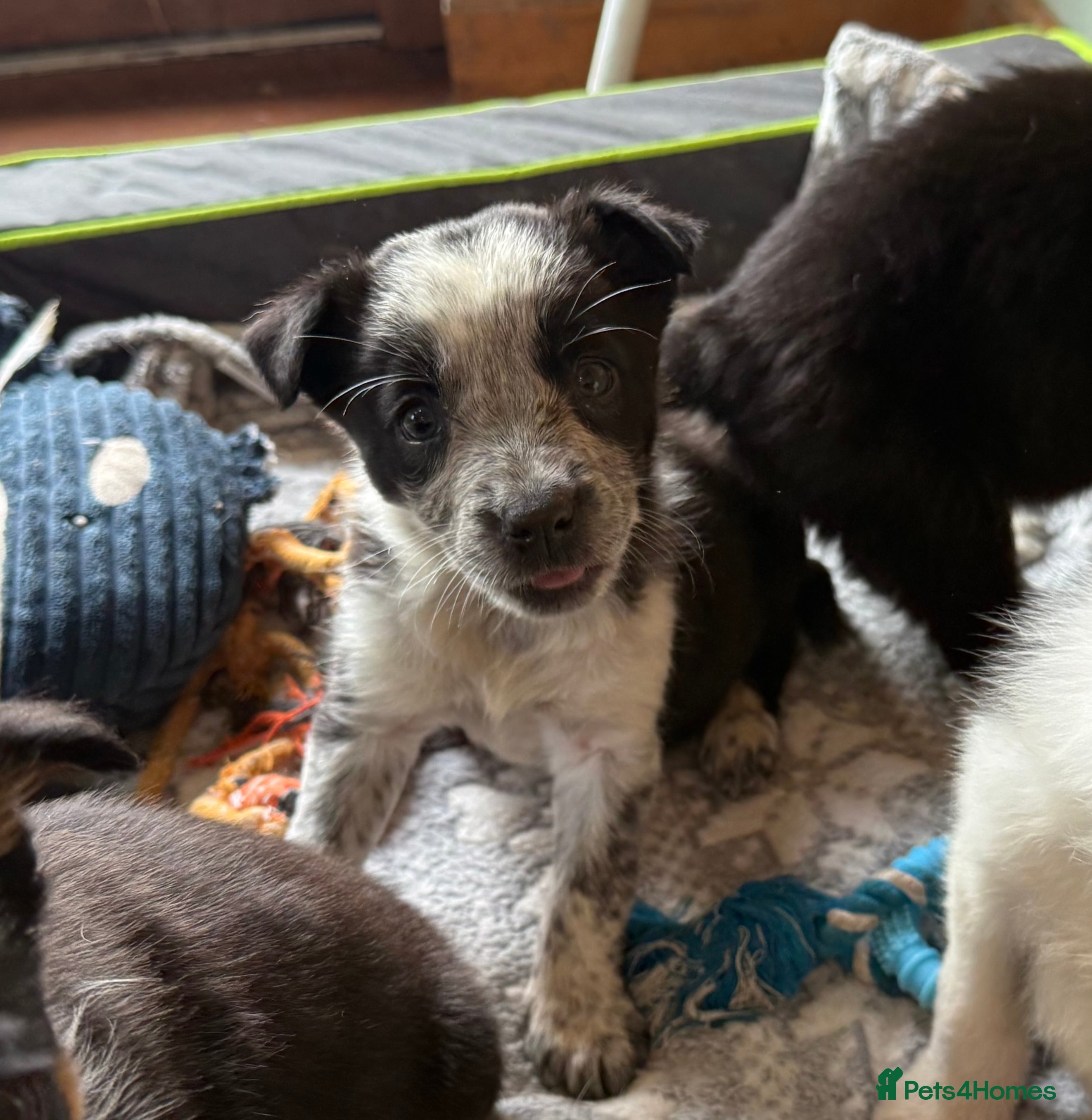 Border Collie dogs Border Collie Puppies  - Advert 2