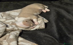 Chihuahua dogs for sale: Gorgeous Chihuahua Puppies Looking 4 Forever Homes - Image 35