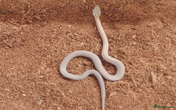 Corn Snake reptiles for sale: Beautiful & Handled Corn Snake Babies - Ready Now! - Image 7