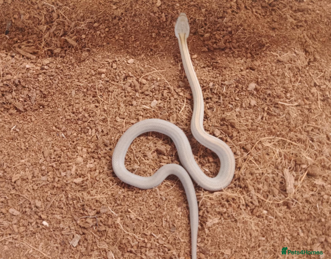 Corn Snake reptiles for sale: Beautiful & Handled Corn Snake Babies - Ready Now! - Image 7