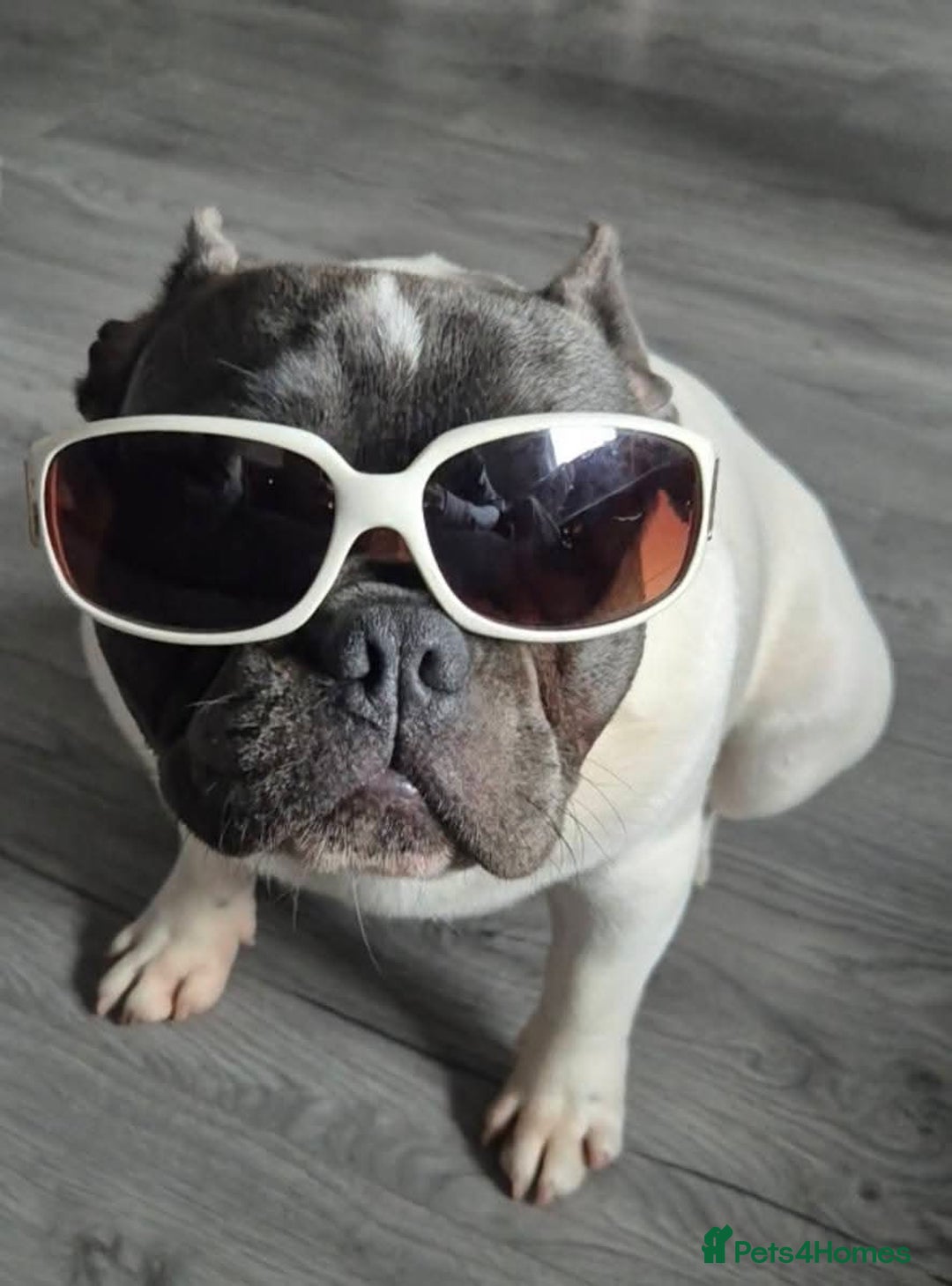 French Bulldog dogs for stud: Platinum pied French bulldog for stud - Advert 6