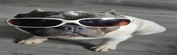 French Bulldog dogs for stud: Platinum pied French bulldog for stud - Advert 6