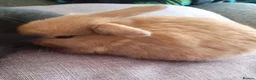 Mini Lop rabbits for sale: X4 pure mini lops in Leyland - Advert 8