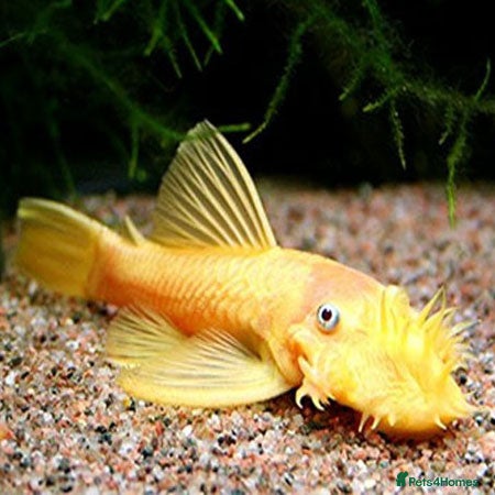 Plecos fish Plecos for sale - Advert 7