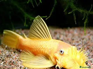 Plecos fish Plecos for sale - Advert 7