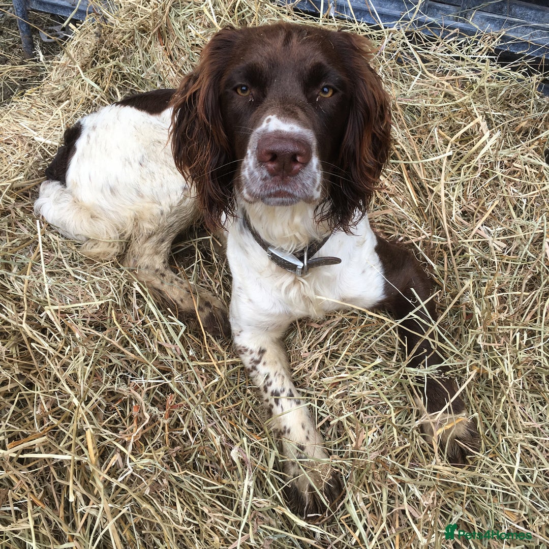 English Springer Spaniel dogs for sale: Springer Spaniel Puppies - Image 4