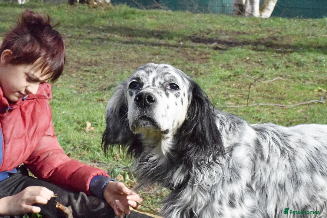 English Setter dogs for adoption: Jim   in Warrington - Advert 3