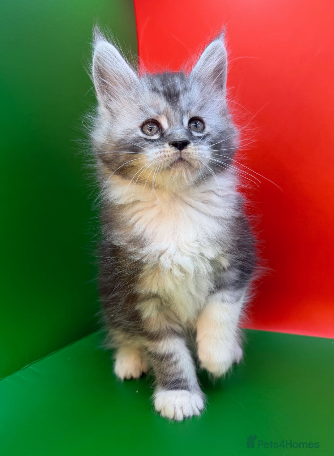 Maine Coon cats for sale: Maine Coons with Tests, Papers, Vet Checks & Vacc. - Advert 15