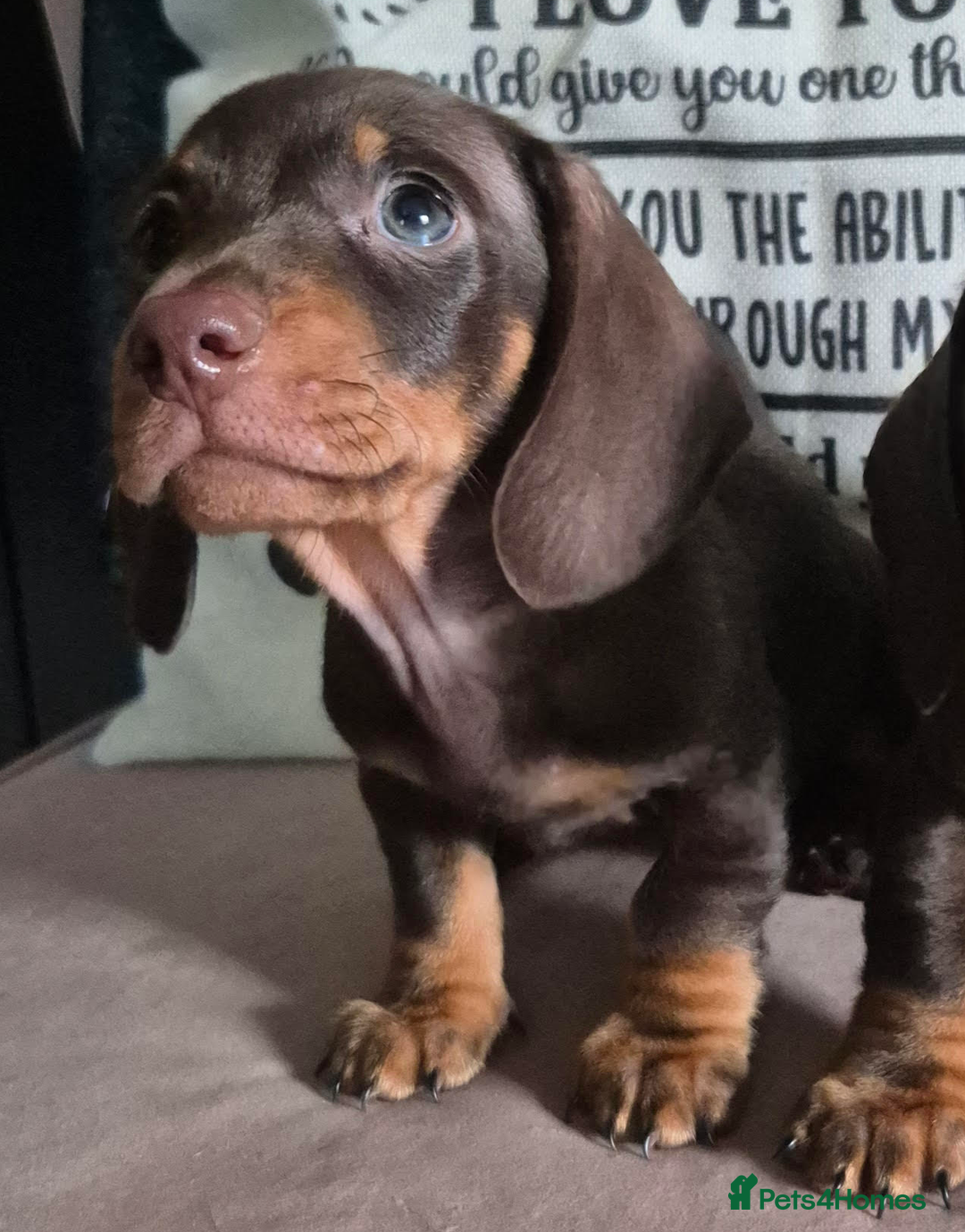 Miniature Dachshund dogs for sale: Miniature Dachshund Puppies for Sale to good home. in Oldham - Image 7