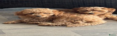 Cavapoo 1 Wilson 