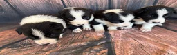 Border Collie dogs for sale: Border Collie puppies (Long Coat) for sale - Advert 6