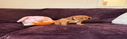 Cavalier King Charles Spaniel dogs for sale: 1 male Beautiful ruby cavalier King Charles - Advert 3