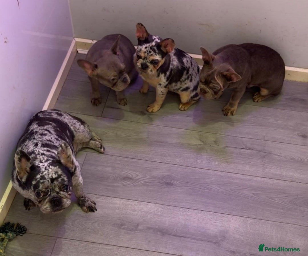 French Bulldog dogs for sale: French bulldogs  - Advert 3