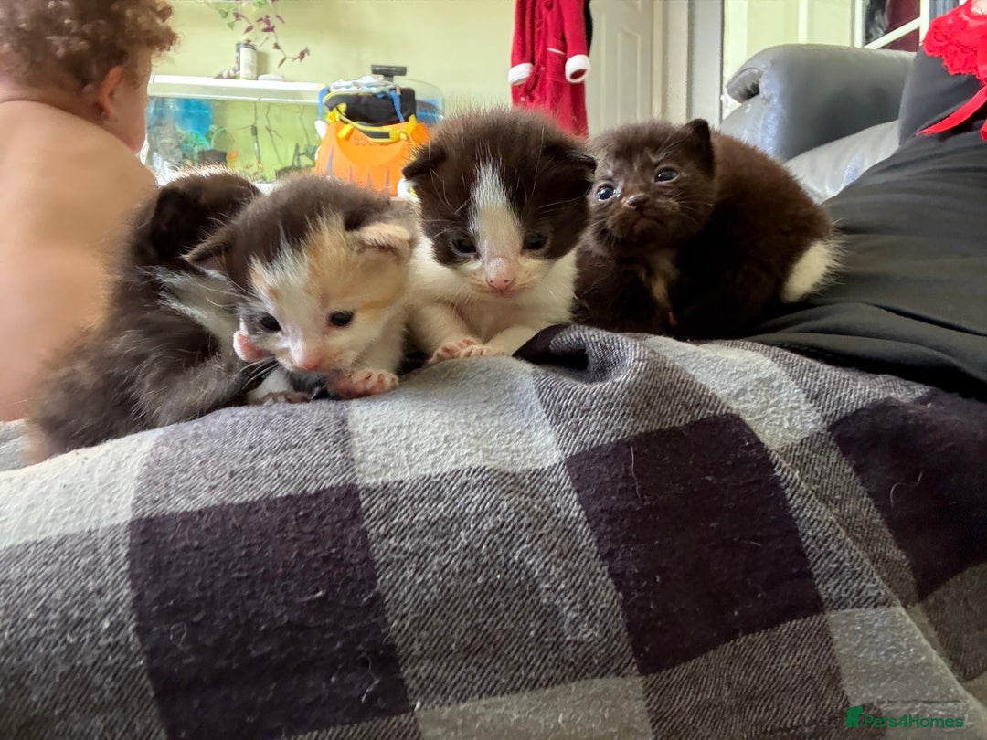 Mixed Breed cats for sale: Mix litter of 6  - Image 10