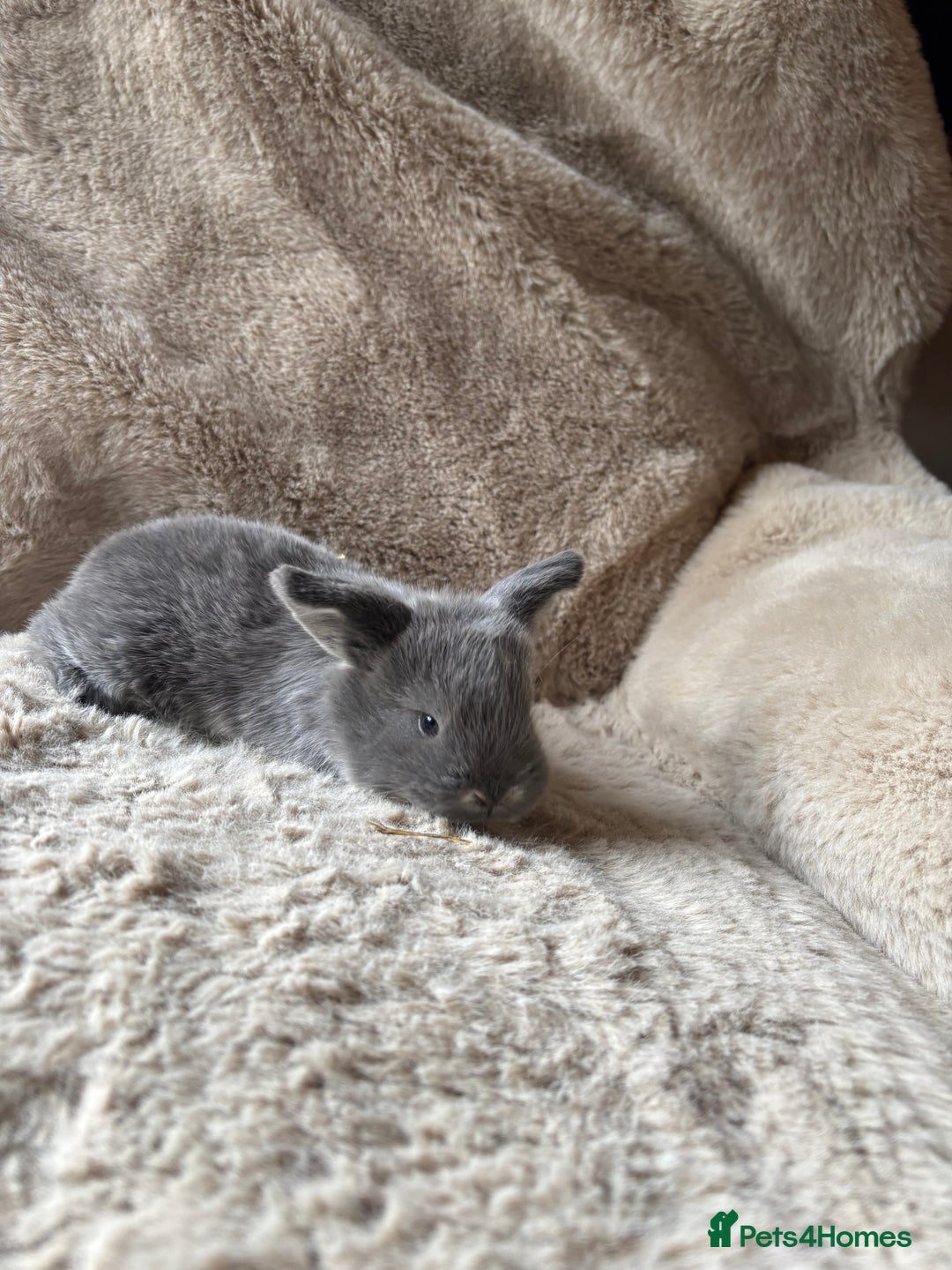French Lop rabbits for sale: 4 beautiful French lops  - Advert 8