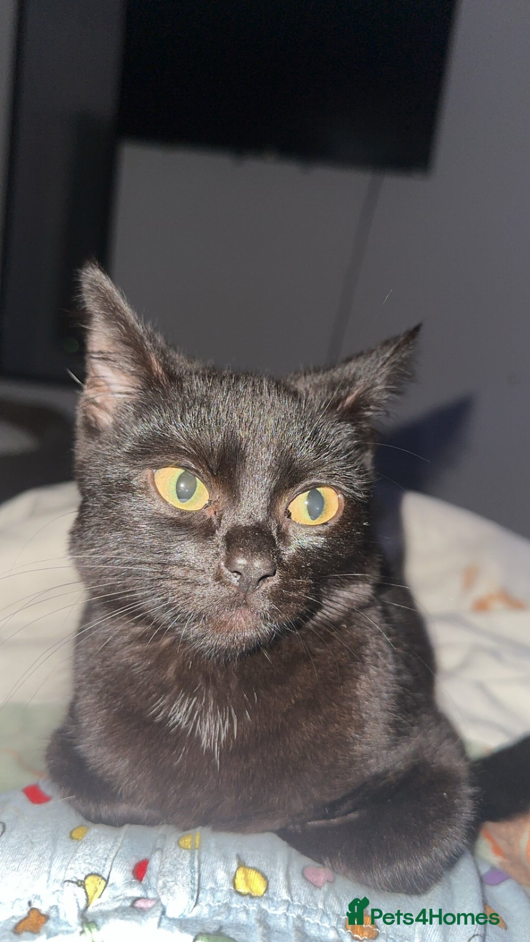 British Shorthair cats for sale: 2 black little boys - Advert 4