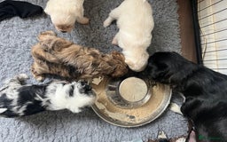 Mixed Breed dogs for sale: Gorgeous little Peekapoo’s - Image 11