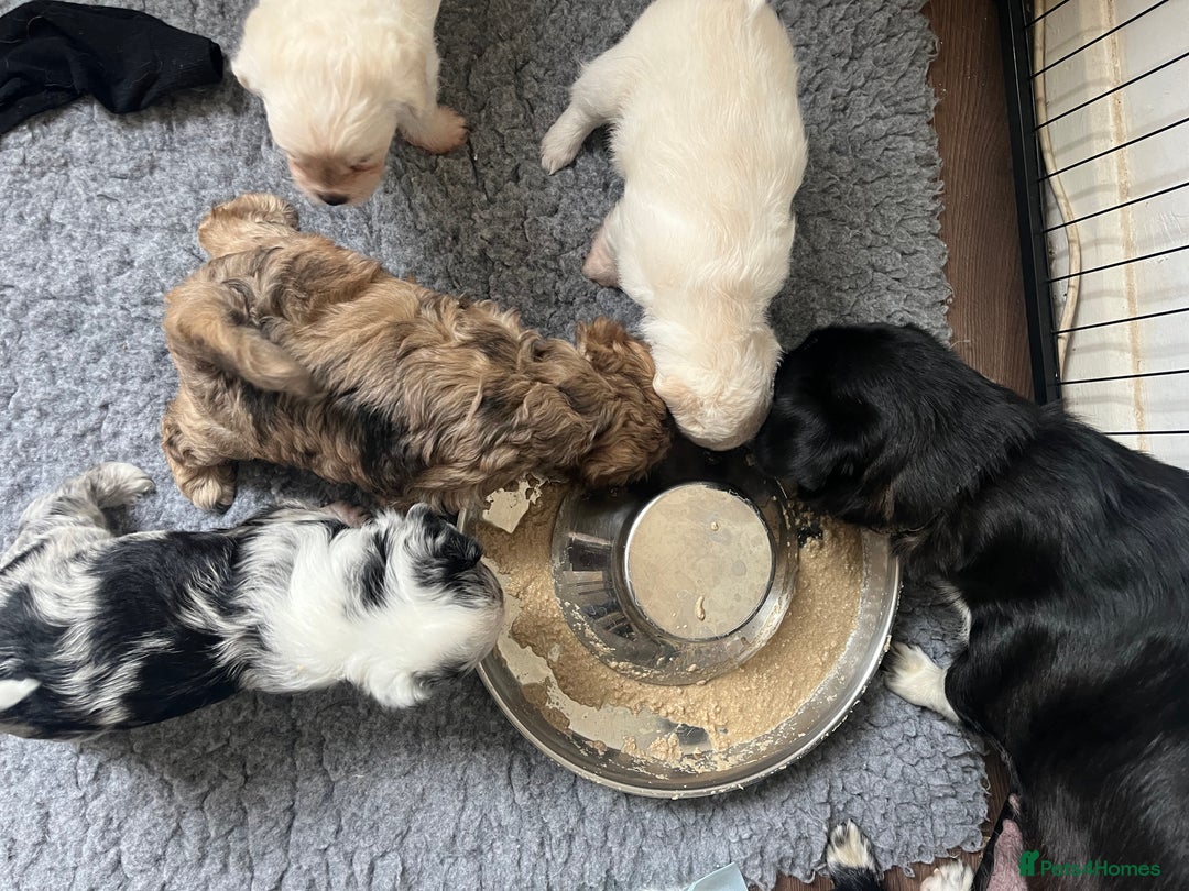 Mixed Breed dogs for sale: Gorgeous little Peekapoo’s - Image 11