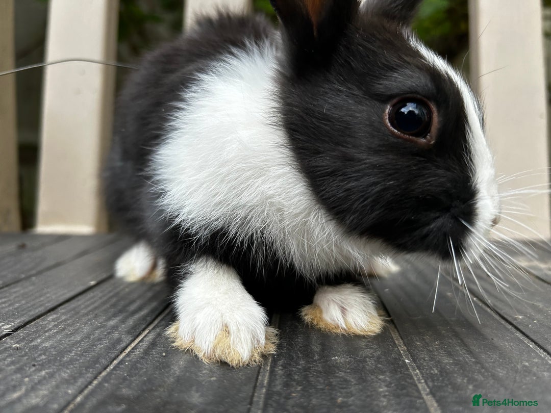 Dutch rabbits for sale: Beautiful Dutch Rabbits for sale - Image 5