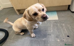 Mixed Breed dogs for sale: Beautiful 9 month old cocker spaniel x pug - Image 1