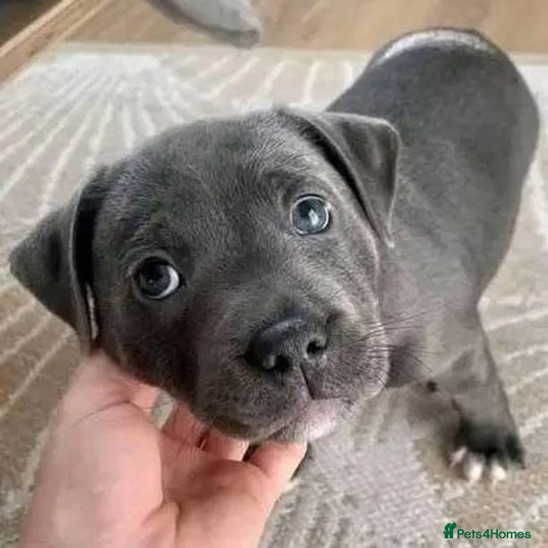 Staffordshire Bull Terrier dogs for sale: Stunning blue staffy pups  - Advert 3