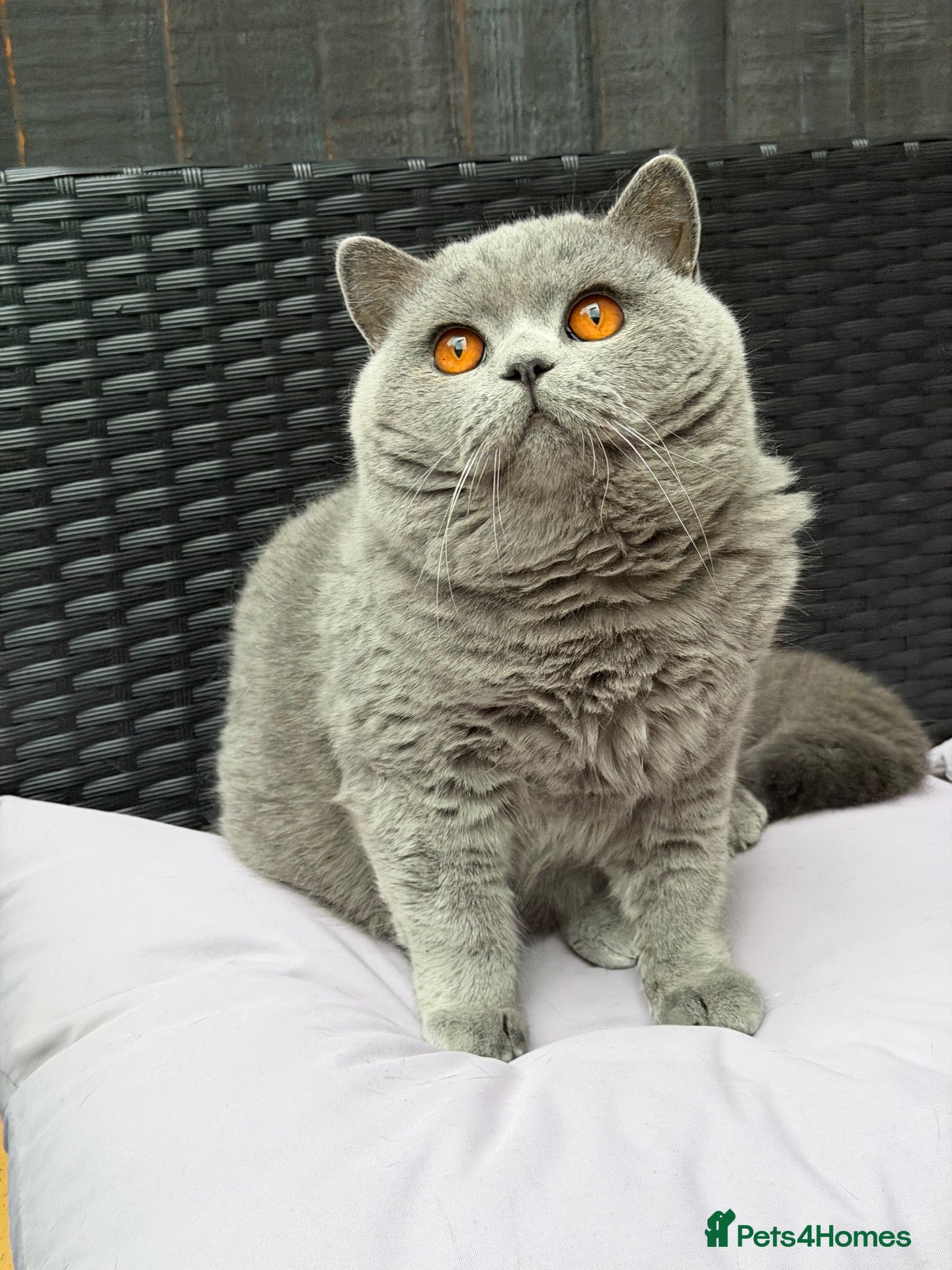 British Shorthair cats 💙 British Shorthair Blue Stud Service 💙 - Advert 1