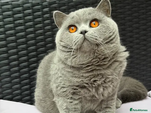 British Shorthair cats 💙 British Shorthair Blue Stud Service 💙 - Advert 10