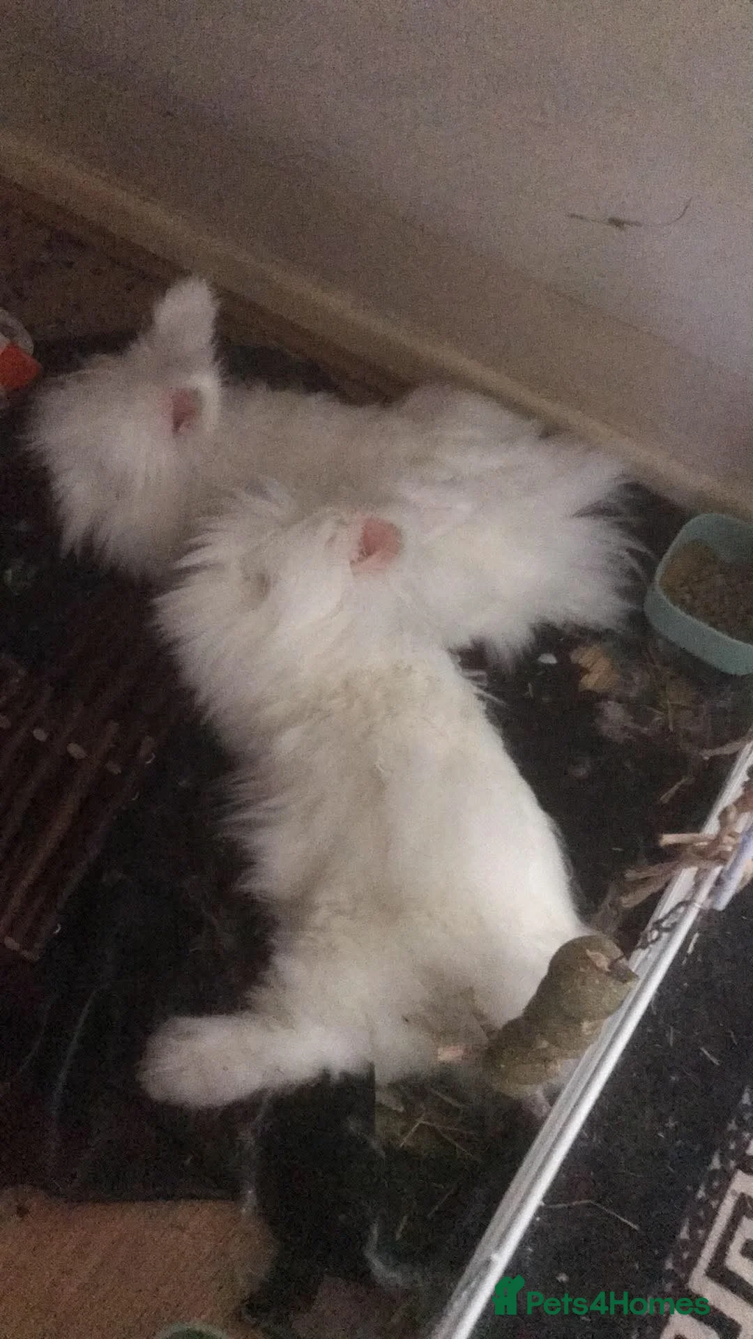 Angora rabbits for sale: 2 female angora rabbits in King's Lynn - Advert 1