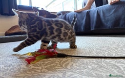 Bengal cats for sale: Pedigree TICA Bengal Brown Rosetted Male Kitten - Image 21