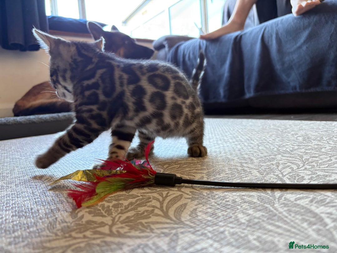 Bengal cats for sale: Pedigree TICA Bengal Brown Rosetted Male Kitten - Image 21